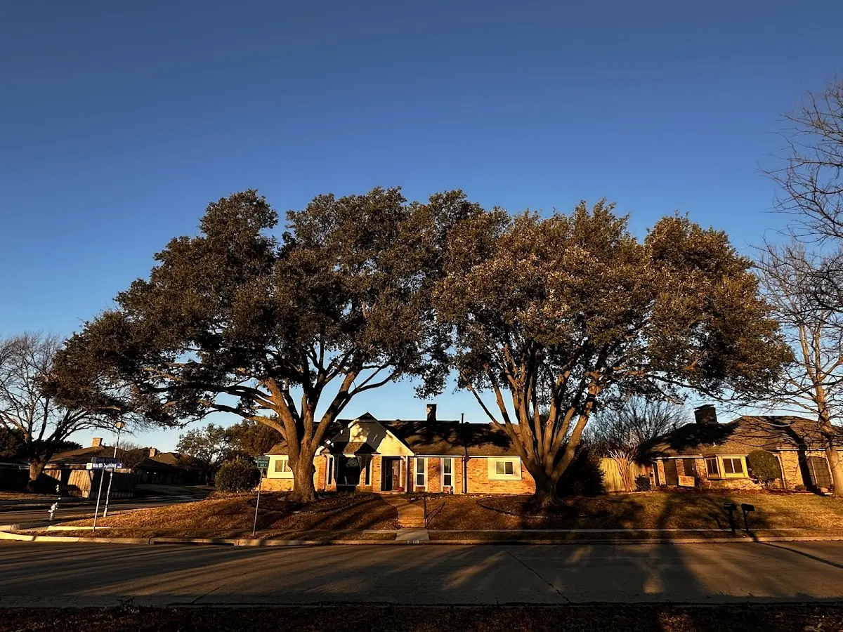 Established residential canopy tree shading a home in Plantersville